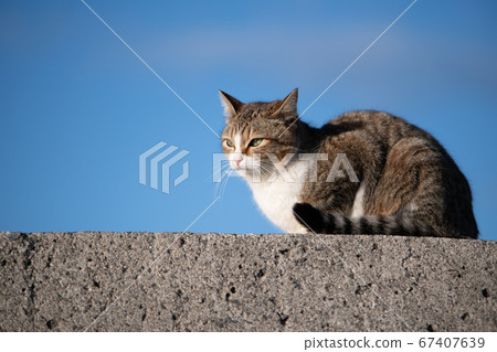 Stray cat on the seashore looking far away against the blue sky Stray cat on the seashore looking far away against the blue sky 67407639
