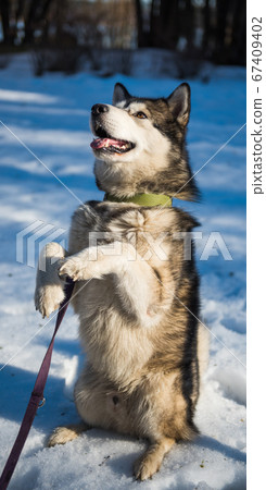 Alaskan Malamute dog training commands in winter 67409402