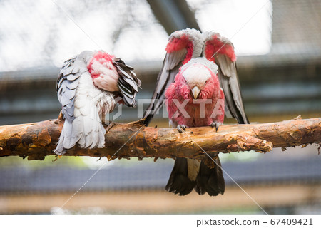 A pair of galahs sitting on a tree A pair of galahs sitting on a tree 67409421