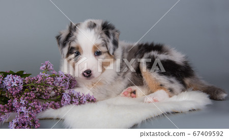 Red Merle Australian Shepherd puppy lilac flowers 67409592