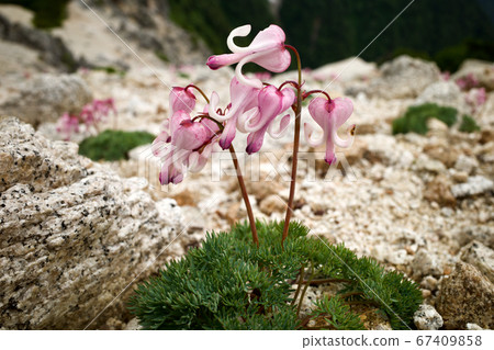 Northern Alps Alpine queen Northern Alps Alpine queen 67409858