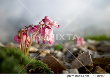 Northern Alps Alpine queen Northern Alps Alpine queen 67409859