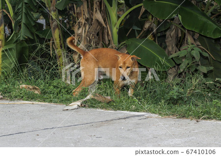 the brown dog on cement floor at home. 67410106