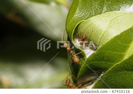 Close up red ant on green leaf in nature at 67410116