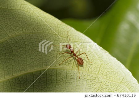 Close up red ant on green leaf in nature at Close up red ant on green leaf in nature at 67410119