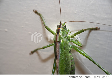 green grasshopper inside house 67410552