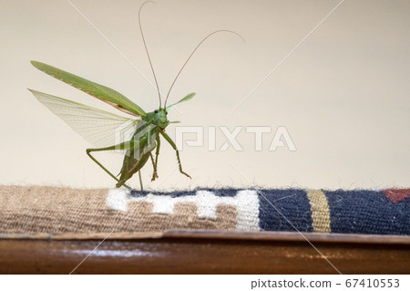 green grasshopper inside house 67410553