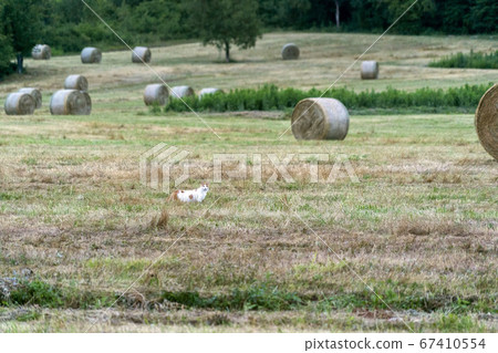 cat hunting in the grass 67410554