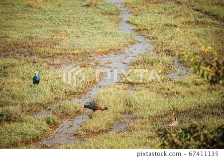 Goa, India. Grey-headed Swamphen, Glossy Ibis And Red-wattled Lapwing In Morning Looking For Food In Swamp. Plegadis Falcinellus Is A Wading Bird In The Ibis Family Threskiornithidae 67411135