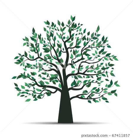 Trees with leaves - Stock Illustration [67411857] - PIXTA