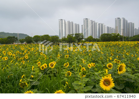 向日葵 向日葵 67411940