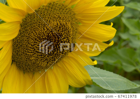 sunflower 67411978