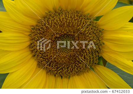 sunflower 67412033