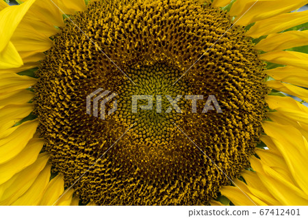 sunflower 67412401