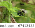 Insect pests destroy basil in the garden Until the 67412422