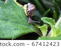 Snail on the leaf In the backyard 67412423