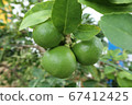 Complete Lime , ready for harvesting 67412425