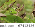 Insect pests destroy basil in the garden Until the 67412426
