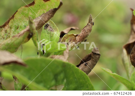 Insect pests destroy basil in the garden Until the Insect pests destroy basil in the garden Until the 67412426