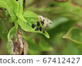 Insect pests destroy basil in the garden Until the 67412427
