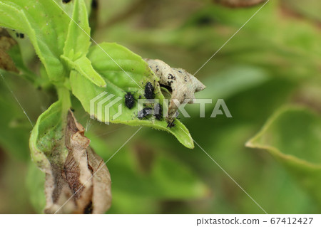 Insect pests destroy basil in the garden Until the Insect pests destroy basil in the garden Until the 67412427