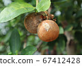 Citrus canker on lemon. Incomplete citrus plants. 67412428