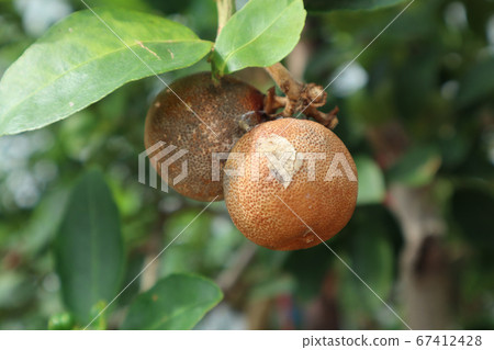 Citrus canker on lemon. Incomplete citrus plants. Citrus canker on lemon. Incomplete citrus plants. 67412428