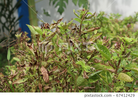Insect pests destroy basil in the garden Until the Insect pests destroy basil in the garden Until the 67412429