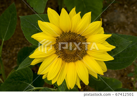 sunflower 67412501