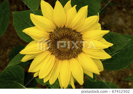 sunflower 67412502