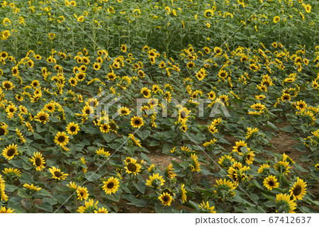 向日葵 67412637