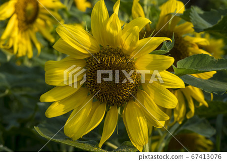 sunflower 67413076