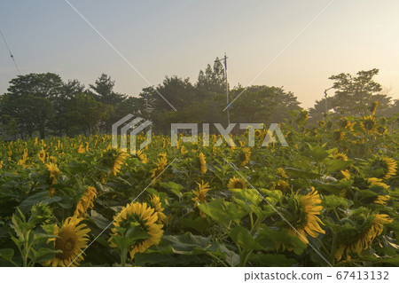 sunflower 67413132
