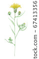 Thistle yellow flower 67413356