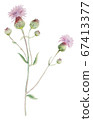 Thistle wildflower watercolor 67413377