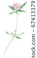 Red clover flower 67413379