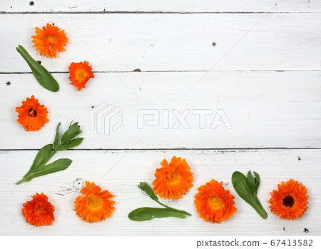 Marigold flower background, Calendula officinalis - Stock Photo [67413582]  - PIXTA