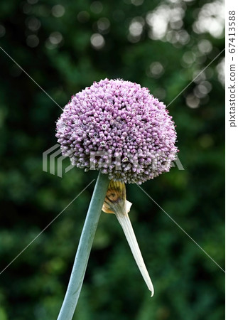 Flower of leek, lat. Allium ampeloprasum Flower of leek, lat. Allium ampeloprasum 67413588