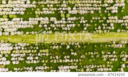 apple, blossom, flower 67414245