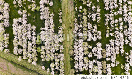 Aerial view of flowering apples orchards. Beautiful outdoor countryside scenery of blooming garden from drone view. Spring theme background top view. Aerial view of flowering apples orchards. Beautiful outdoor countryside scenery of blooming garden from drone view. Spring theme background top view. 67414246