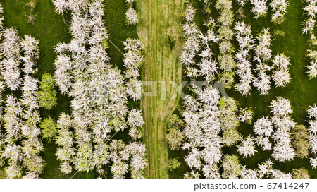 Aerial view of flowering apples orchards. Beautiful outdoor countryside scenery of blooming garden from drone view. Spring theme background top view.	 67414247