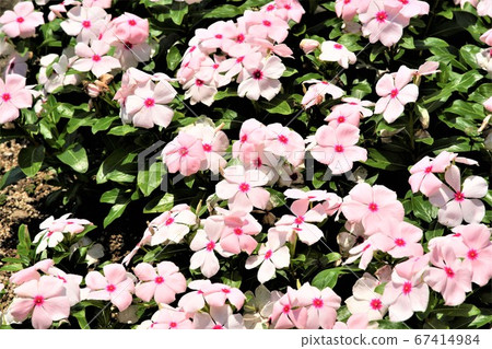 Flower bed with flowers 67414984
