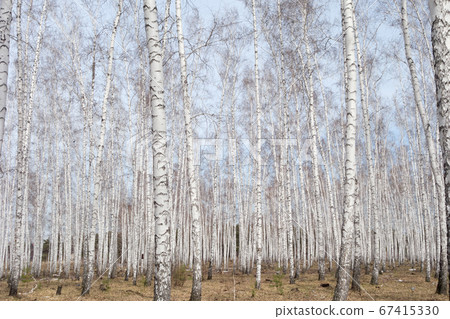 birch forest 67415330