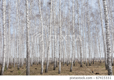 birch forest 67415331