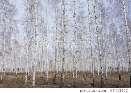birch forest 67415332