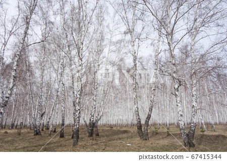 birch forest 67415344
