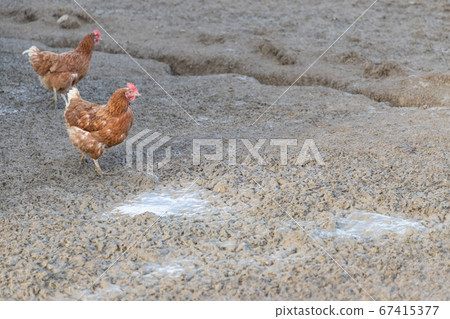 Brown chickens live outdoors at bio poultry farm Brown chickens live outdoors at bio poultry farm 67415377