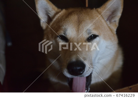 Shiba Inu的哈欠 Shiba Inu的哈欠 67416229