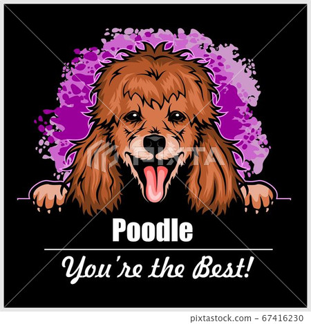 Poodle - Peeking Dogs - breed face head isolated on black Poodle - Peeking Dogs - breed face head isolated on black 67416230