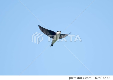 Wild Birds Swallows fly 67416358